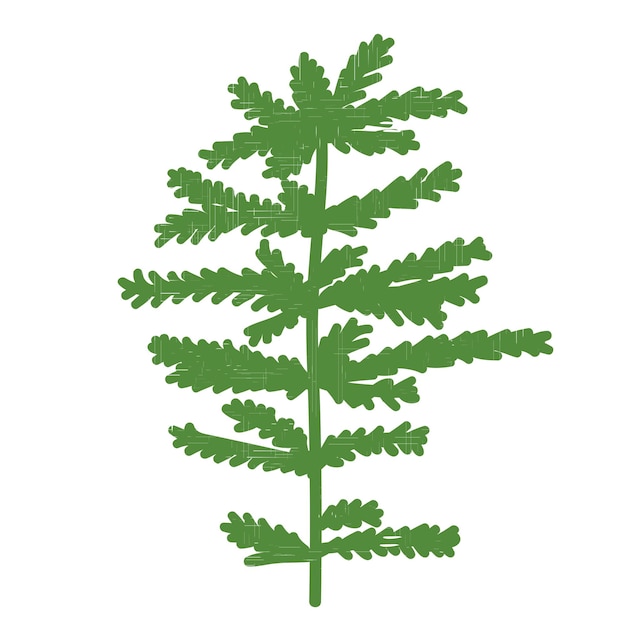 Vector green branch of a spruce with needles vector illustration