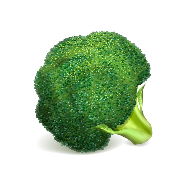 Green broccoli icon Realistic illustration of green broccoli vector icon for web design