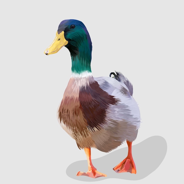 Vector green and brown duck realistic hand drawn illustrations and vectors