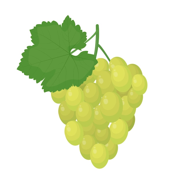 Green bunch of grapes with a leaf illustration isolated on a white background