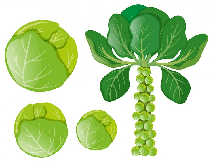 Vector 緑のキャベツと芽キャベツ