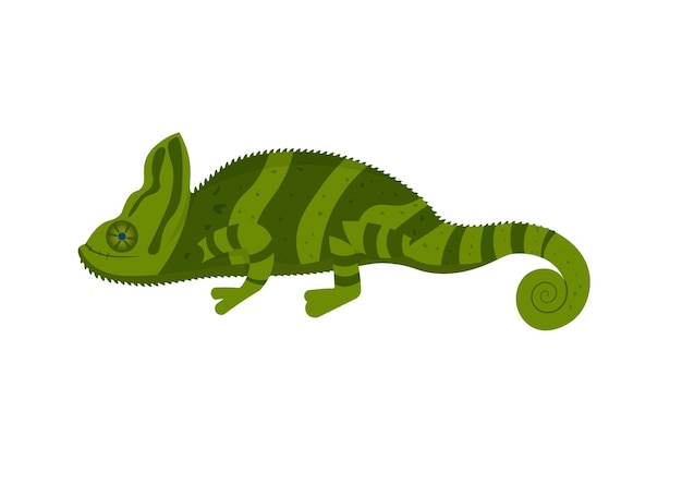 Green chameleon vector illustration isolated on a white background