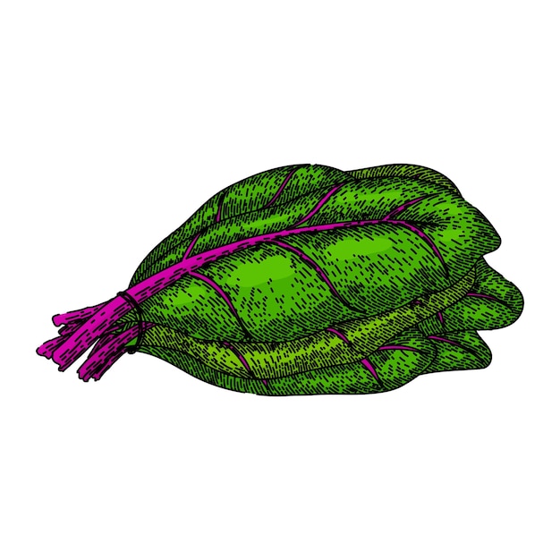 Vettore bietola verde disegnata a mano mazzo di barbabietole spinaci foglie illustrazione arcobaleno verde bietola schizzo vettoriale illustrazione a colori isolata