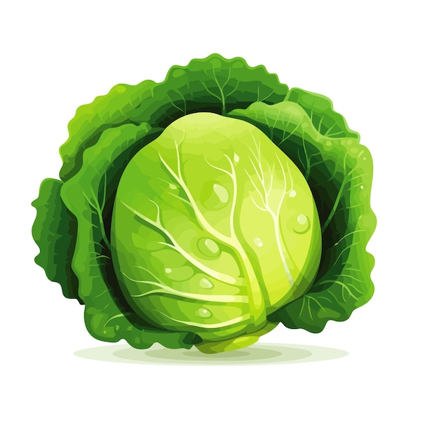 Vector green chinese cabbage pakchoi vegetables