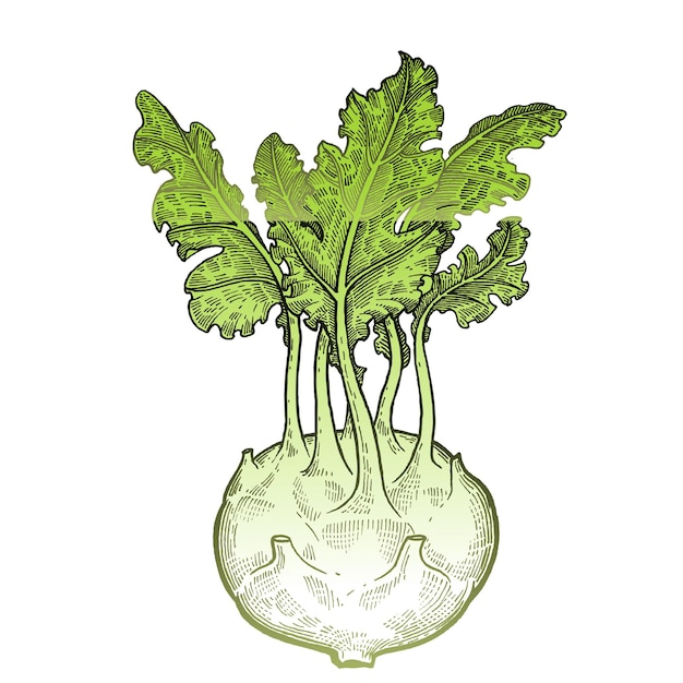 Vector green chinese cabbage pakchoi vegetables