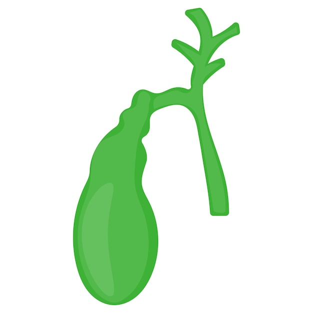 Green colecisti vector design organ system anatomia umana parti del corpo umano concetto di cistifellea