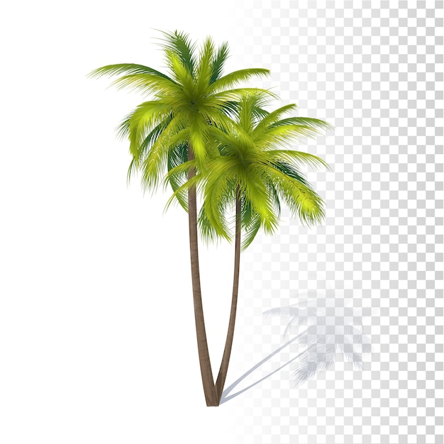 Green coconut palm