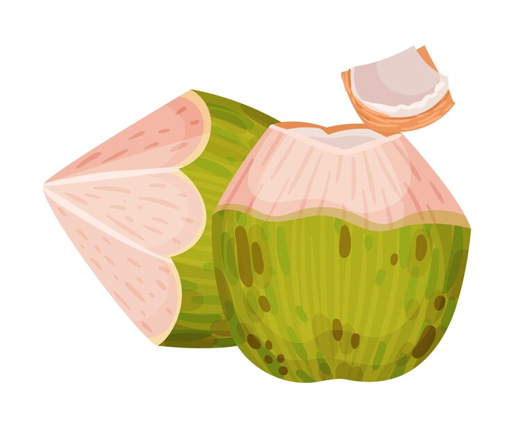 Vector green coconut with cracked shell showing copra vector illustration