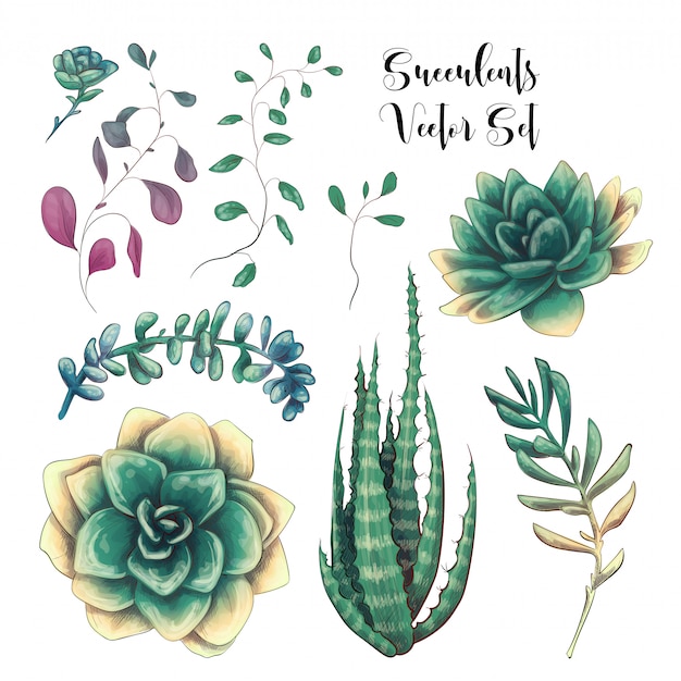 Green colorful succulent bouquets vector design objects.