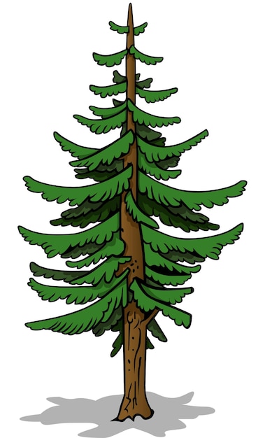 Vector green coniferous tree with cast shadow