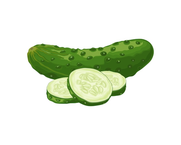 Vector green cucumber image of a ripe sliced green cucumber green vegetarian product vector illustration isolated on a white background