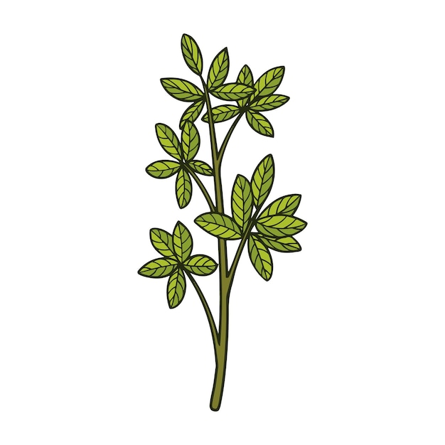 Green Cute Botanical Floral Leaf Illustration Vector
