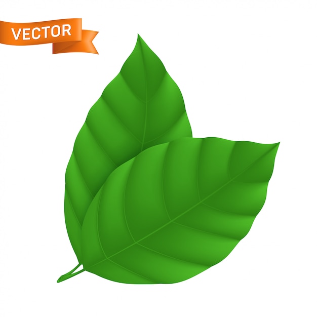 Vector green detailed leaf, illustration with two ribbed leaves isolated on white background, can be used as eco icon or web design element