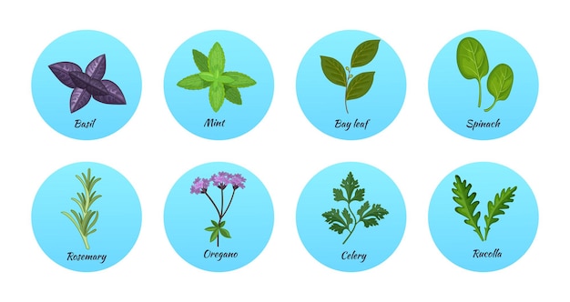 Erbe profumate pulite ecologiche verdi citronella, cipolla, lavanda, origano, timo, salvia