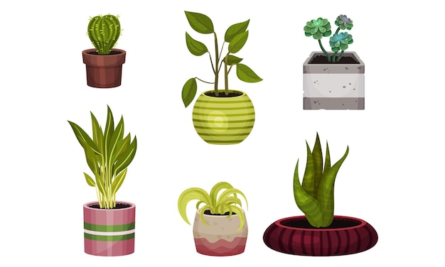 Green Exotic House Plants Growing in Ceramic Pots Vector Set