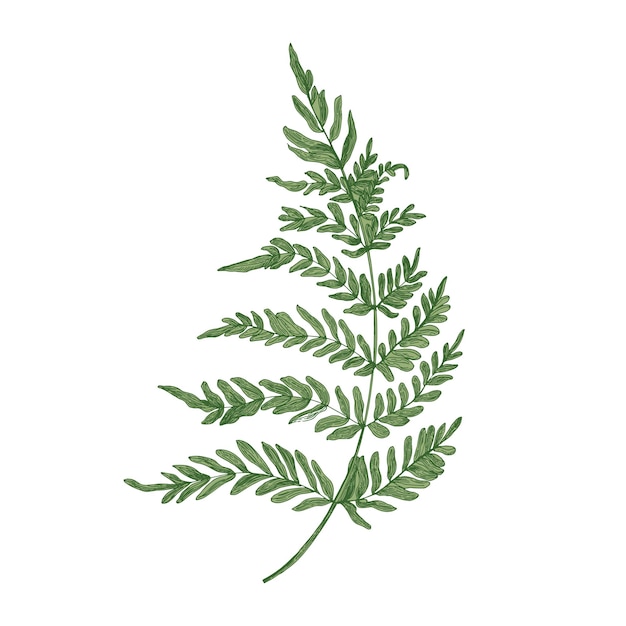 Vector green fern hand drawn