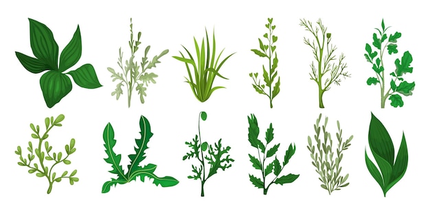 Erba di campo verde con icone isolate di germogli maturi e foglie fresche di varie piante illustrazione vettoriale