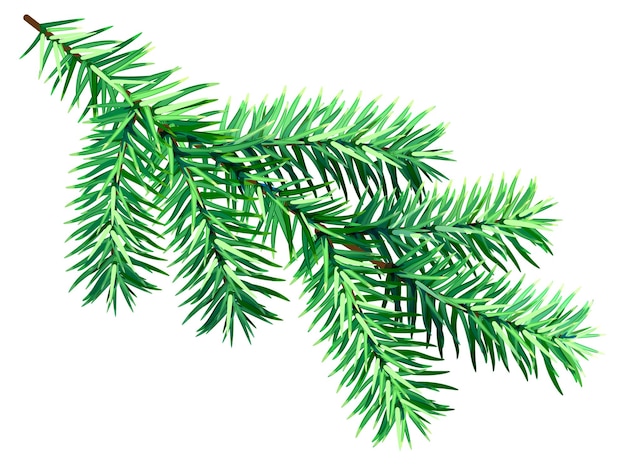 Green fir branch isolated on white background symbol of christmas and new year