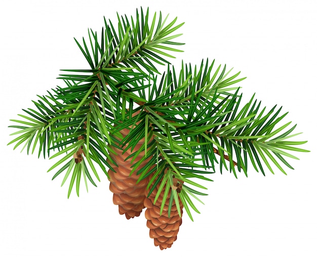 Green fir branch and two cone