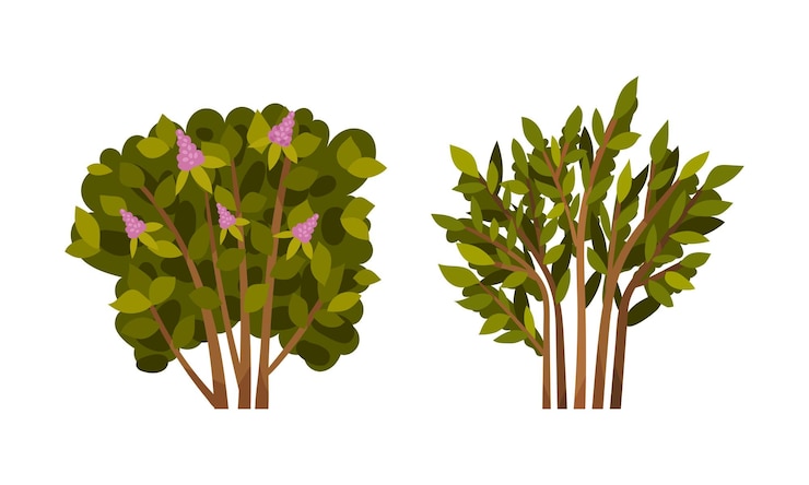 Vector green flower bush with branched top as outdoor growth vector set
