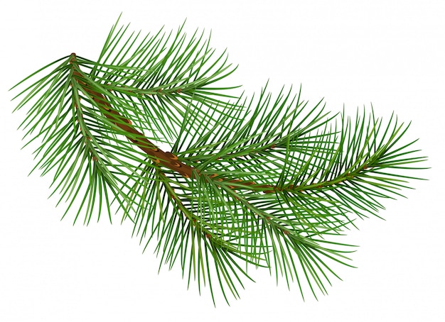 Green fluffy pine branch of christmas. Isolated