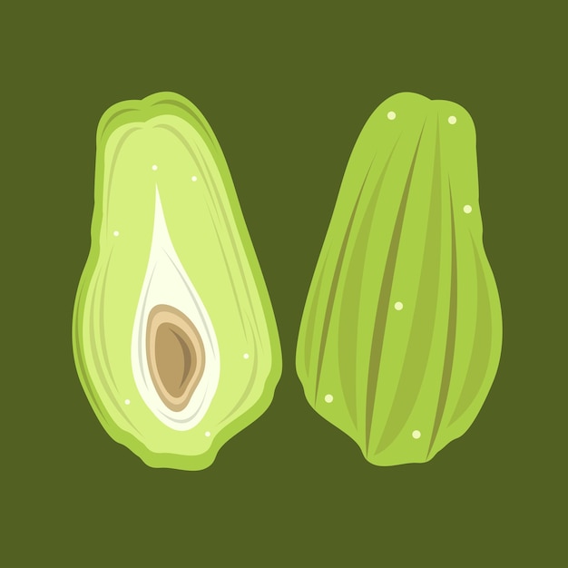 Green fresh chayote vector illustration