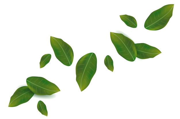 Vector green fresh leaves isolated