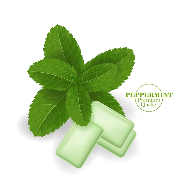 Green and fresh peppermint leaf 