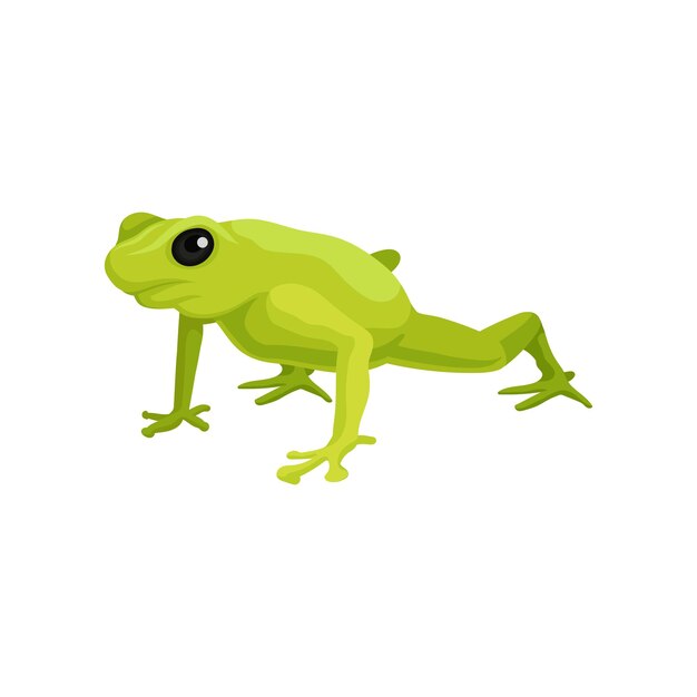 Векторная иллюстрация зеленых лягушек-амфибий на белом фоне