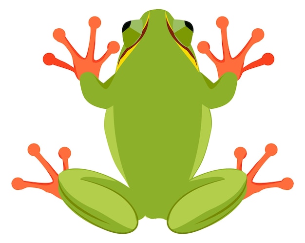 Vettore rana verde jumping animale selvatico toad vista dall'alto isolato su sfondo bianco