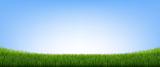 Vector green grass border and blue sky