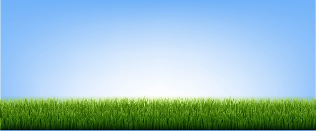 Vector green grass border and blue sky