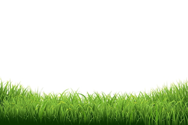 Vector green grass border illustration