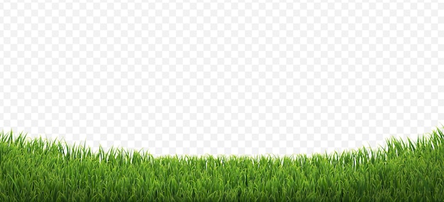 green grass border isolated transparent background