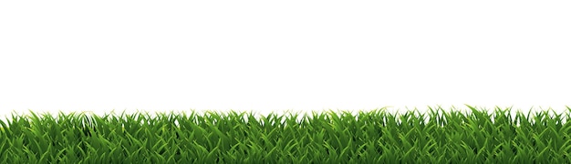 緑の草の境界 孤立した白い背景