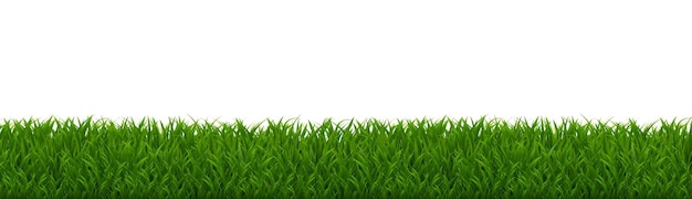 Green grass border isolated white