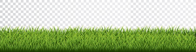 Green grass border set on transparent background.