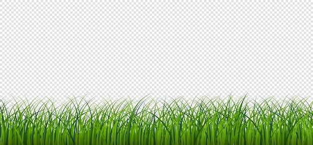 green grass border vector pattern spring or summer plant field lawn isolated on transparent background illustration vector
