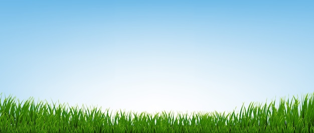 Vector green grass border with blue background with gradient mesh, illustration