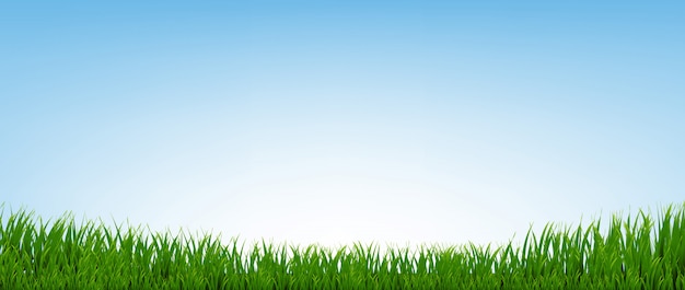 Vector green grass border with blue background