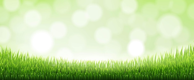 Vector green grass border with bokeh and blur with gradient mesh, vector illustration