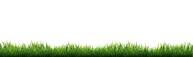 白い背景の緑の草の境界