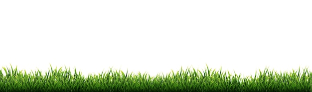 Vector green grass border with white background