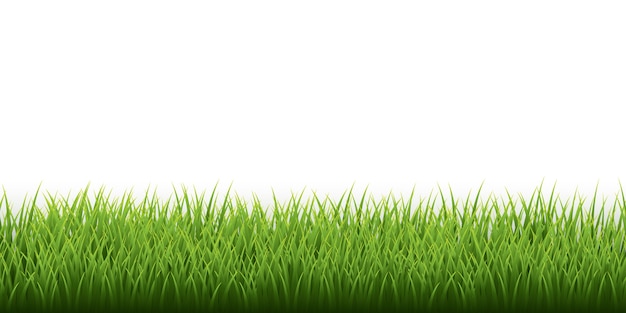 Граница зеленой травы