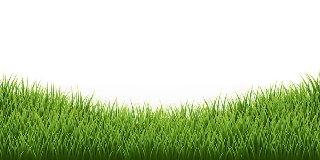 Vector green grass border