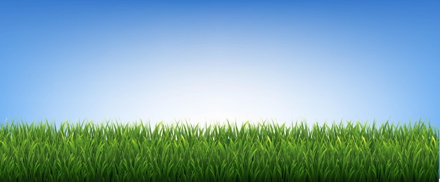 Vector green grass borders and blue background