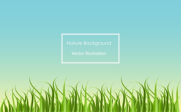 Green grass field in blue sky background for banner backdrop and teamplate