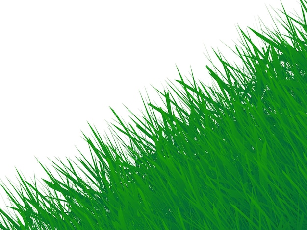 Green Grass Frame Isolated On White Background. Vector