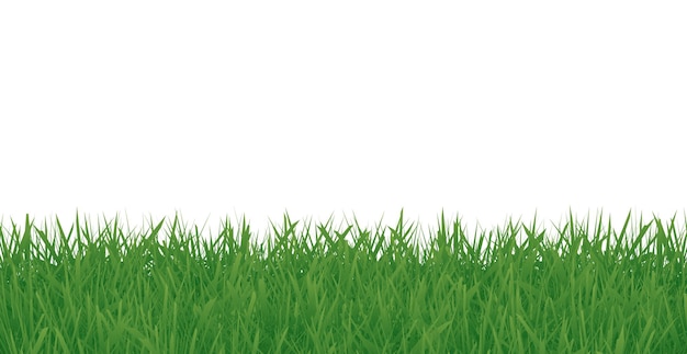 Green Grass Frame Isolated On White Background. Vector