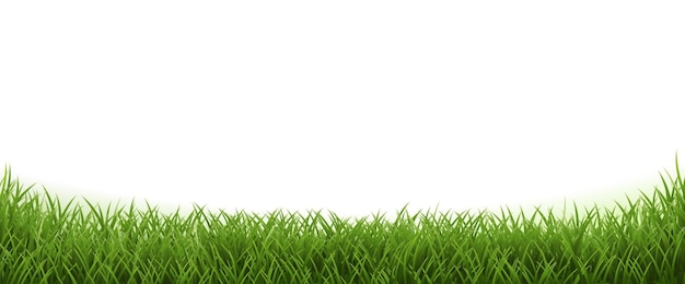 Vector green grass frame isolsted white background